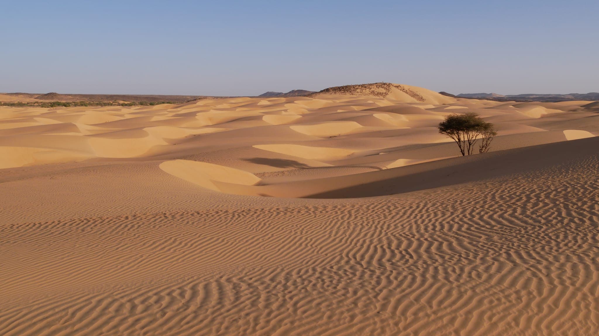 Dune dorate dell'Adrar e un'acacia solitaria in Mauritania