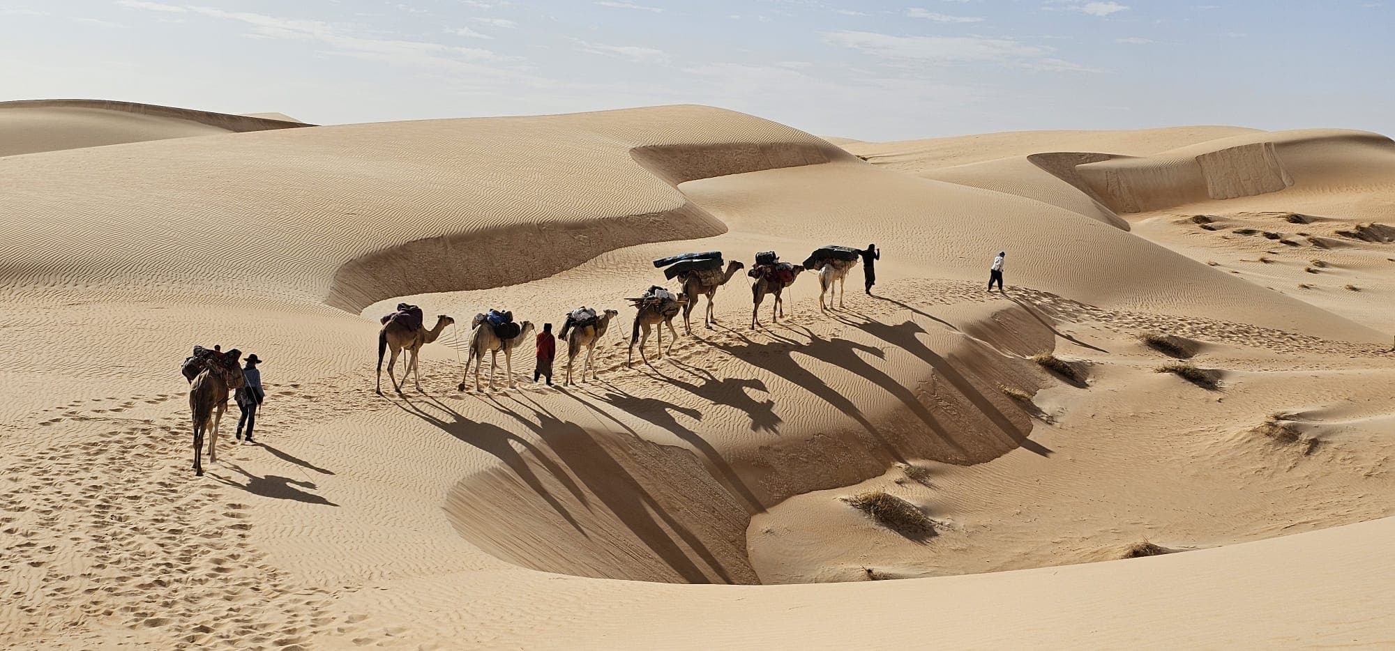 Carovana di cammelli sulla cresta di chiare dune sahariane