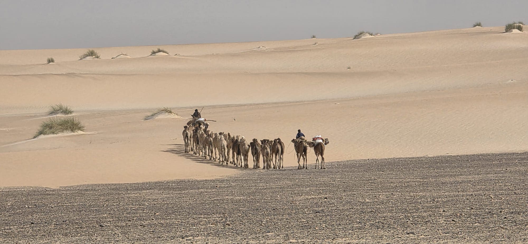 Carovana di cammelli nel deserto mauritano