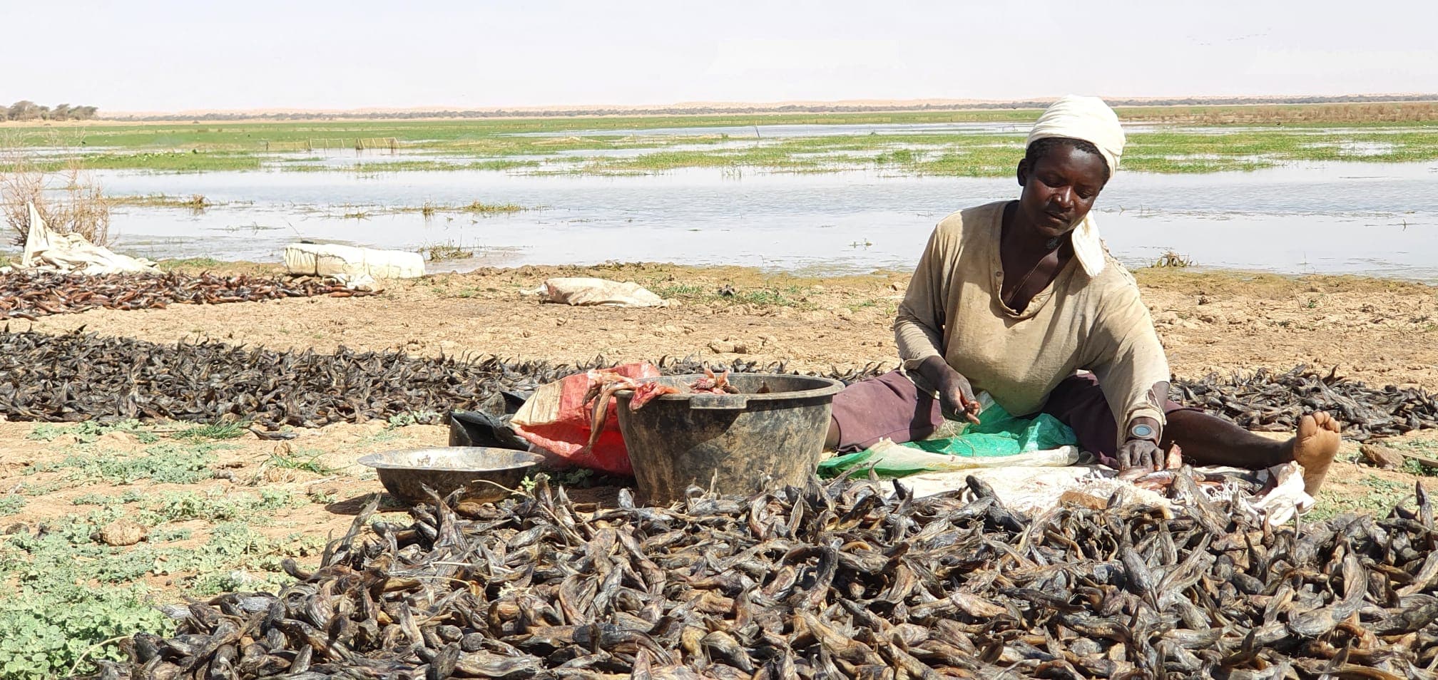 Fish being prepared beside seasonal wetlands in Mauritania